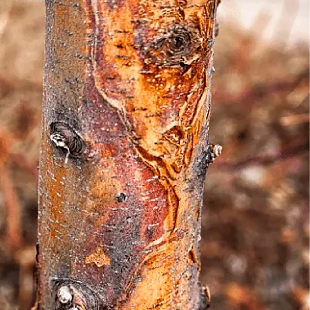 Лечение морозобоин после зимы